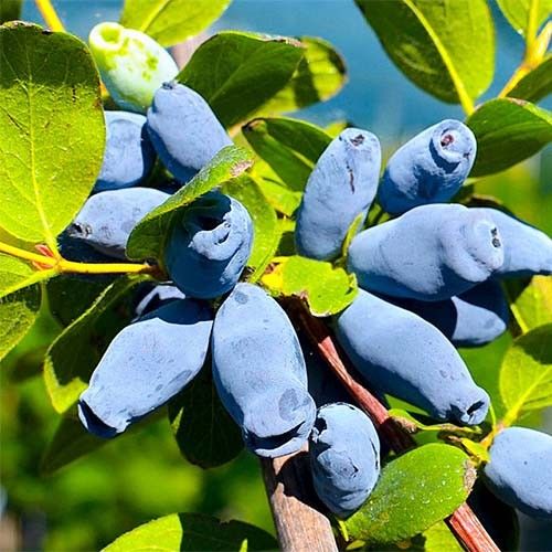 Аврора (1 річка)