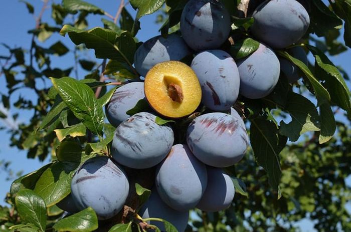 Топ Хіт (пізня)