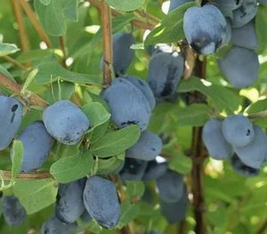 Бореал Біст (1 річка)