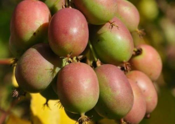 Ананасна (2р)