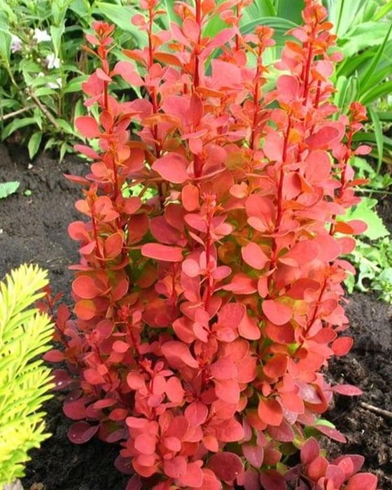 Барбарис Тунберга Red Rocket