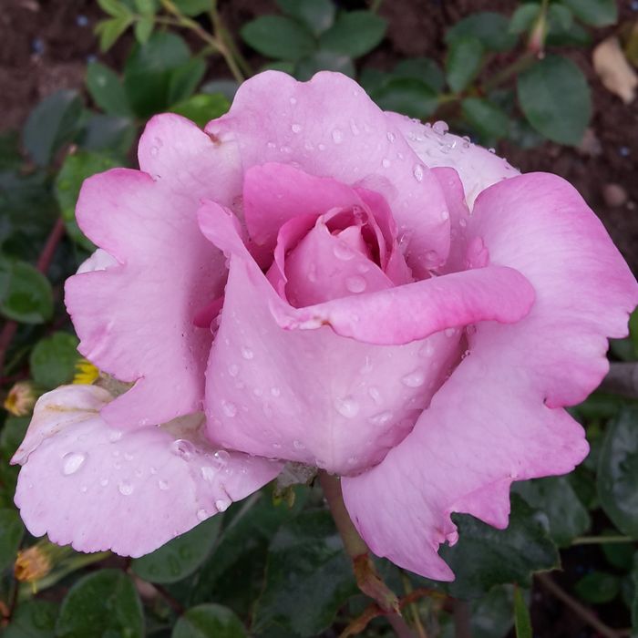 Ля Роуз де Петі Принц (La Rose du Petit Prince)