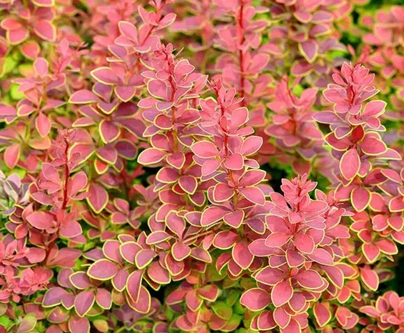 Барбарис Тунберга Golden Ring С 1,5