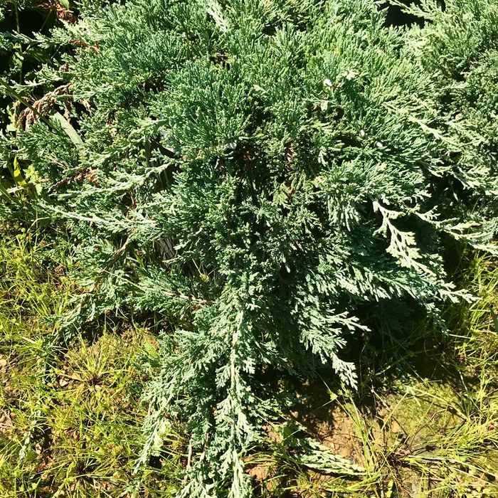 Ялівець горизонтальний ‘Хюз’ Juniperus horizontalis ‘Hughes’ С2