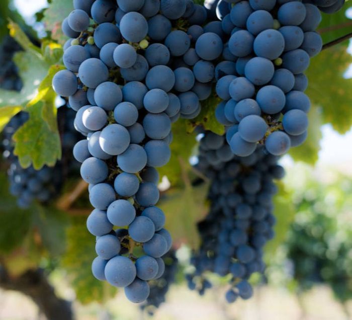 Кишмиш Аттіка