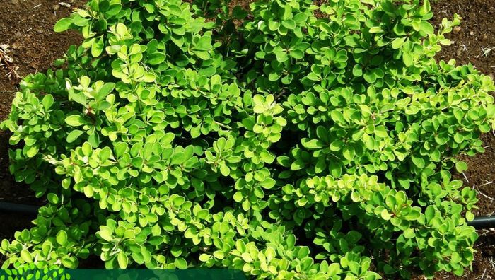 Барбарис Тунберга Green Carpet С2