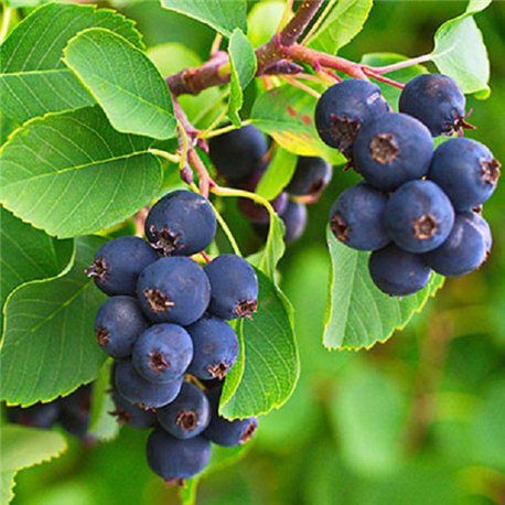 Ірга Хонейвуд (Honeywood) 2 річна