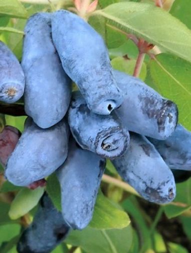 Синій Утьос