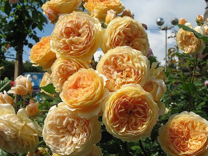 Крон Принцеса Маргарет (Crown Princess Margareta)