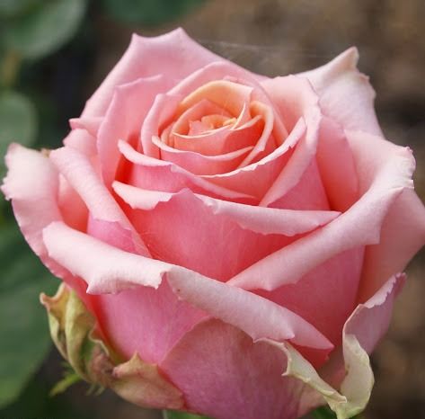 Троянда на штамбі Кінг Конг (King Kong)