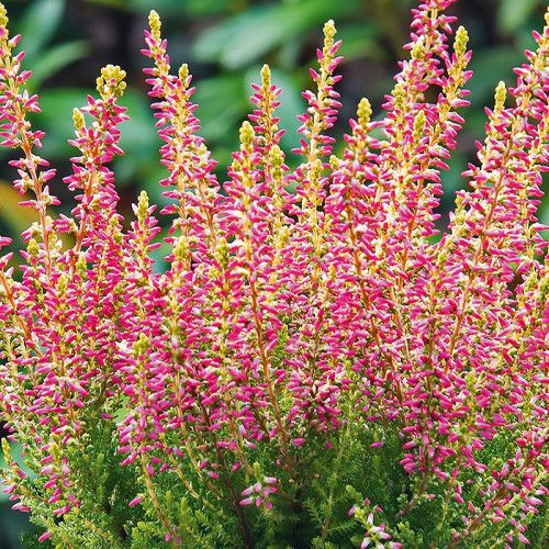 Верес Golden Angie 2.0 л