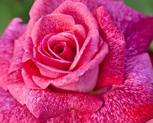 Пьер Карден 