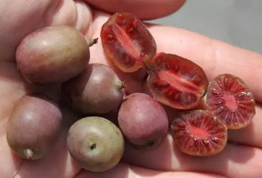 Харді Ред (Hardy Red)