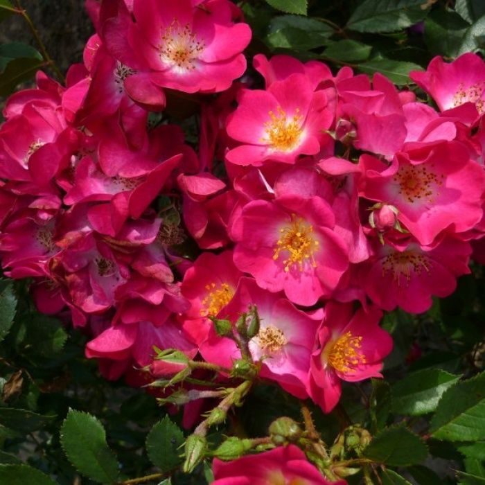 Гран-Дюк Жан (Rosa Grand-Duc Jean)