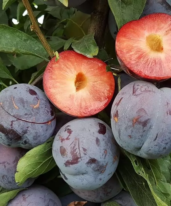 Бербанк Гігант (середня)