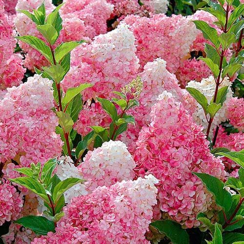 Ваніле Фрейзі (Vanille Fraise) 2р