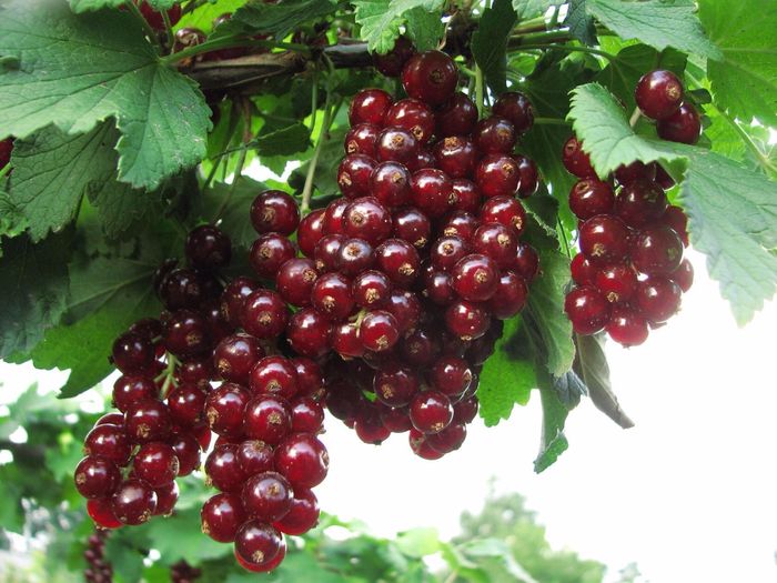 Вишнева (Віксна)