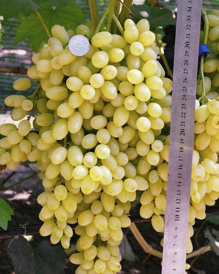 Кишмиш Лорус