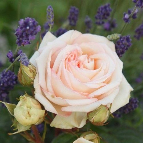 Мадам Анісет (Madame Anisette)