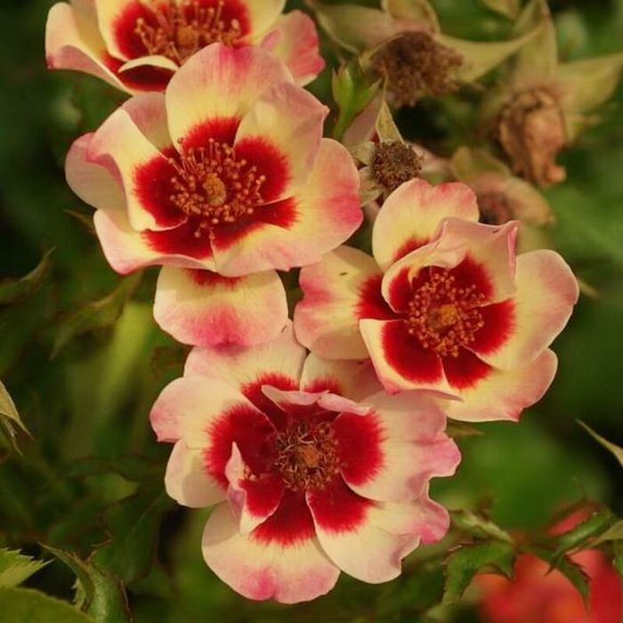 Фенсі Бебілон Айз (Fancy Babylon Eyes)