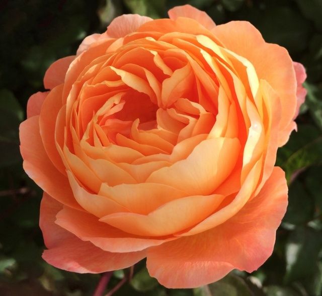 Леді Емма Гамільтон (Lady Emma Hamilton)