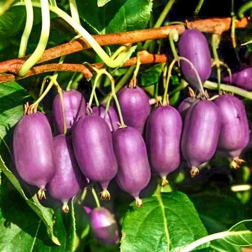 Кенс Ред (жінка) 1-річна