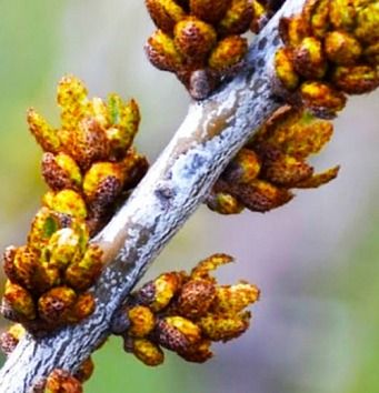 Обліпиха Медова (хлопчик-запильник)