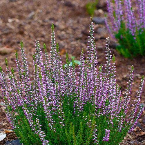 Верес Hilda 0.5 л