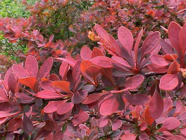Барбарис Тунберга Red Carpet