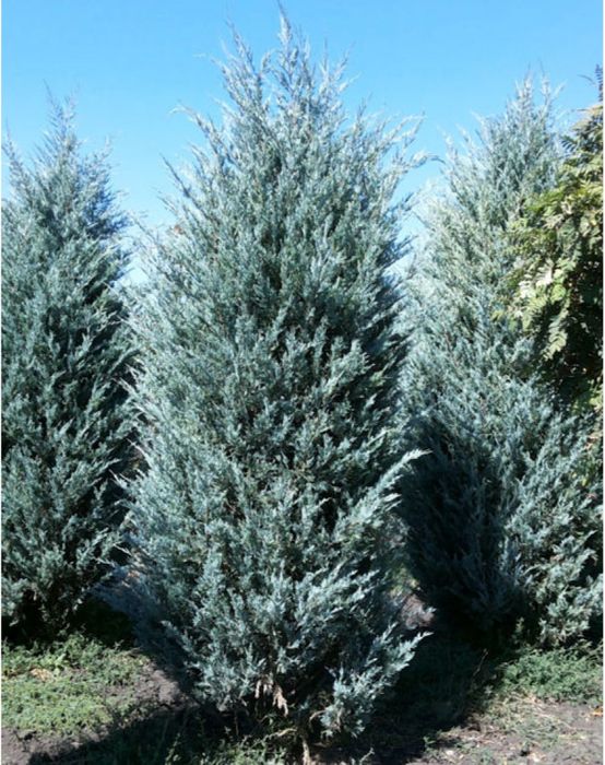 Ялівець скельний Мунглоу С5