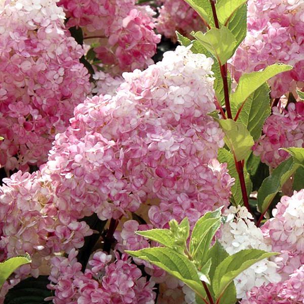 Гортензія волотиста Сандей Фрайз / Hydrangea paniculata Sundae Fraise( 2річні)