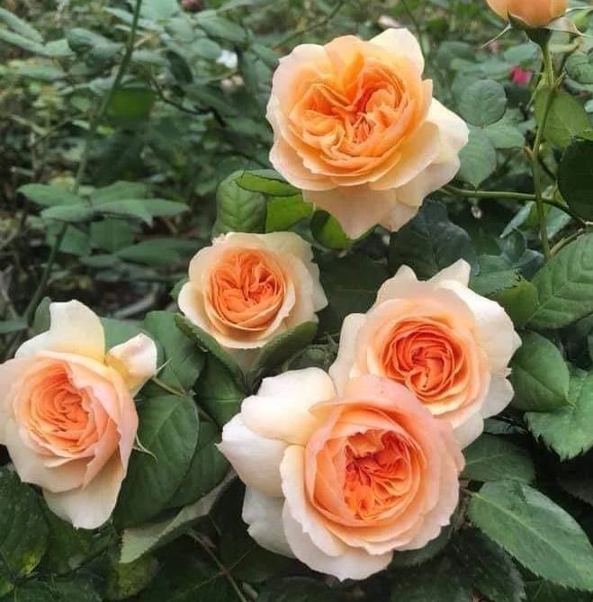 Кізуна (KIZUNA)