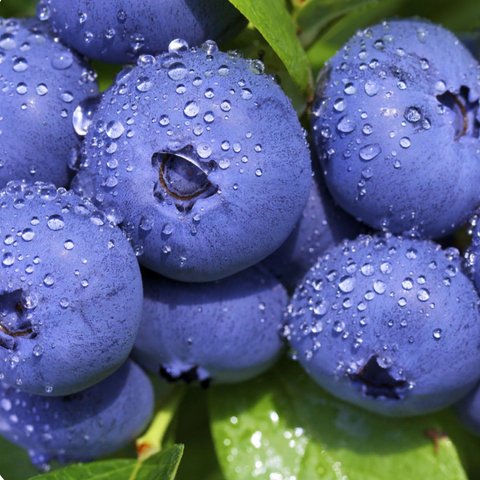 ДАРРОУ (Darrow)