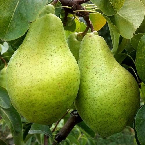 Ноябрьська (пізня)