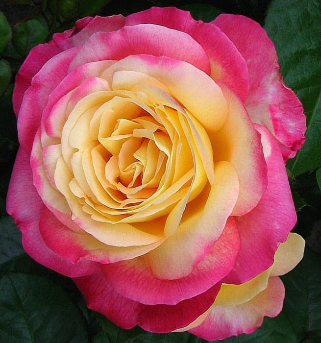Східний експрес (Pullman orient express)