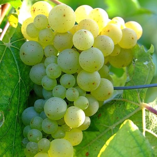 Кишмиш Володар