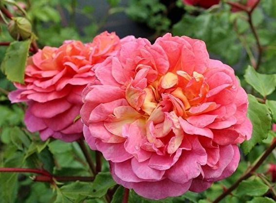 Крістофер Марлоу (Christopher Marlowe)