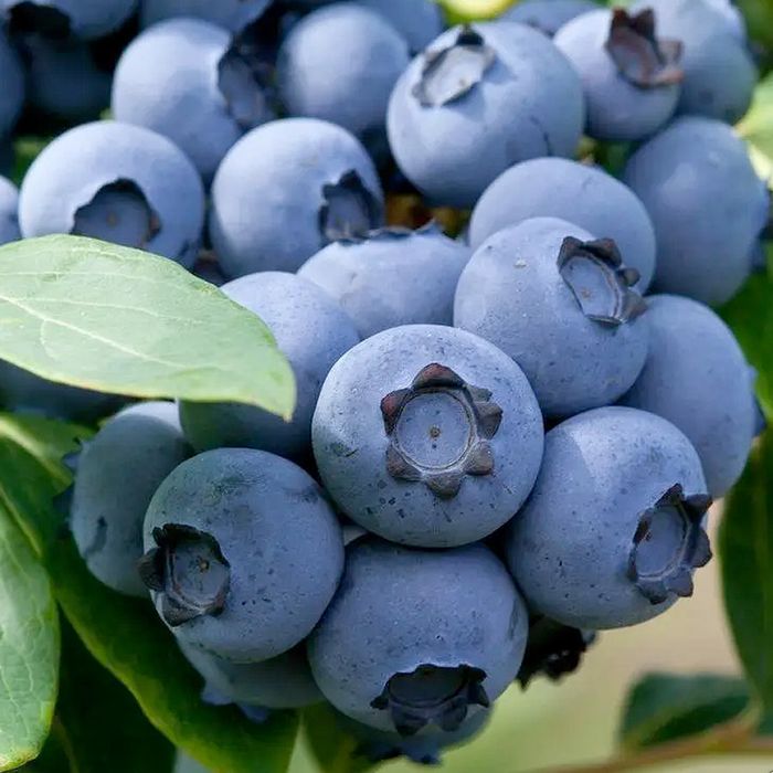 Лохина Чандлер (середньо-пізня ) 2 л