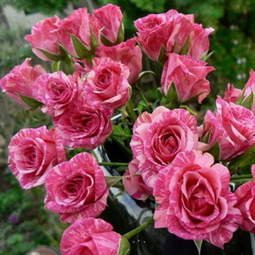 Пінк флеш (Pink Flash)