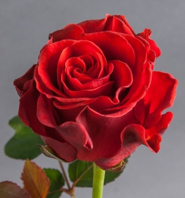 Троянда на штамбі Ель торо (El toro)