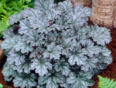 Гейхера Neptune