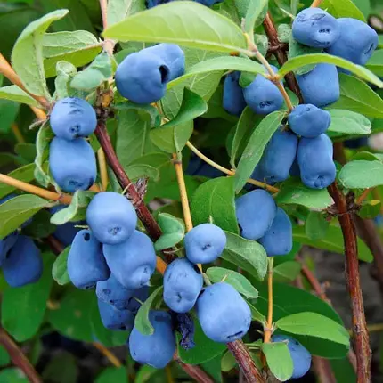 Блакитний скарб (Blue Treasure) 1 річні