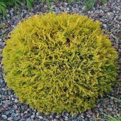 Туя західна Даніка ауреа (Danica Aurea) С1,5