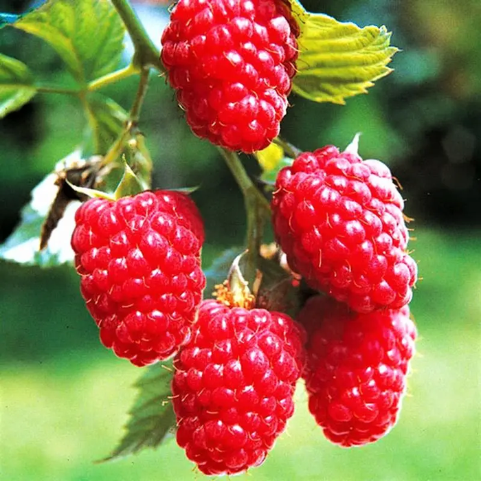 Малина Мапема