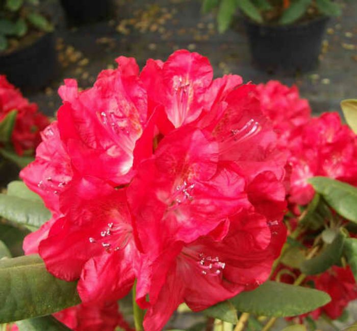 Бузукі (Busuki)4 річні