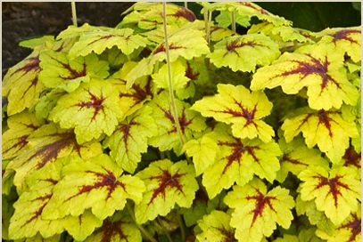 Гейхера Catching Fire