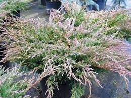 Ялівець горизонтальний Андорра Компакт С2