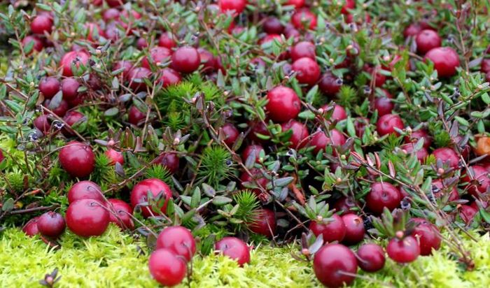 Журавлина (клюква)  Бен Лір