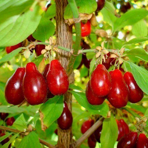 Костя (привитий)(2х річний)