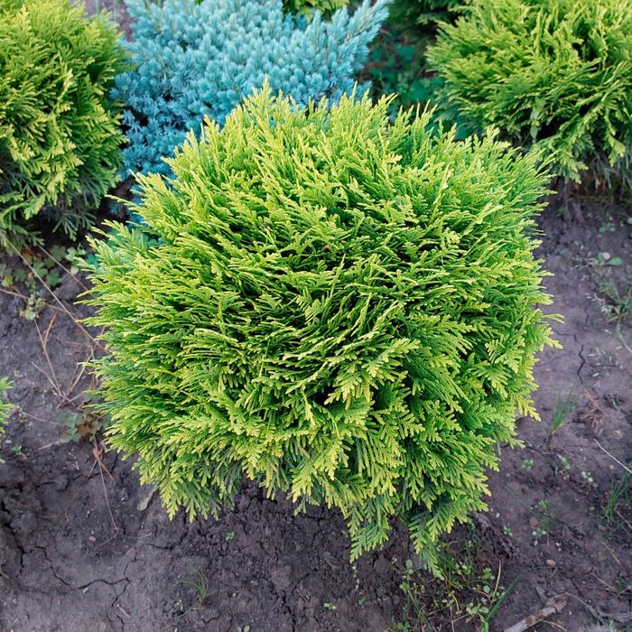 Туя західна Mirjam С2